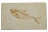 Fossil Fish (Diplomystus) - Green River Formation #217533-1